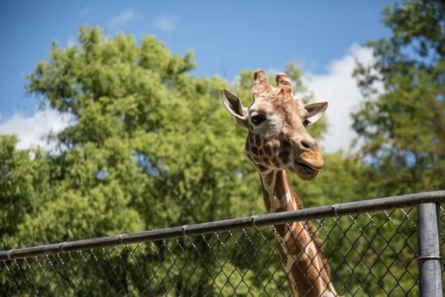 Istanbul Zoo Options That You Can Visit