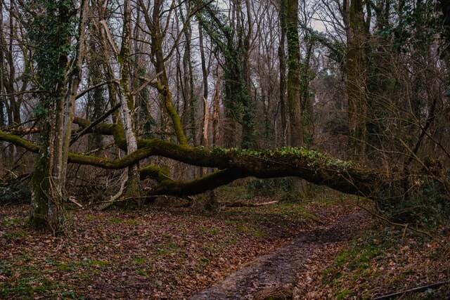 Belgrad Forest: Learn About This Popular Spot in 4 Areas 4