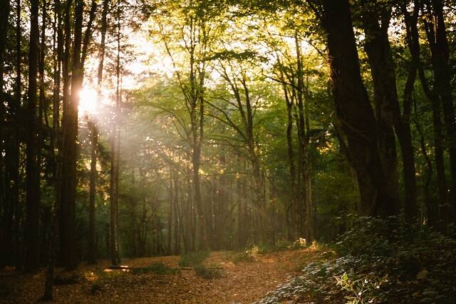 belgrad forest