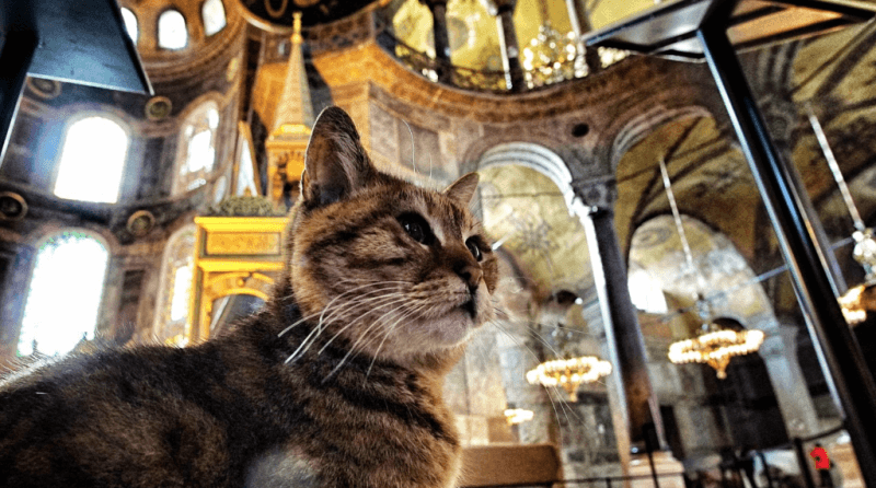 İstanbul’daki Kediler