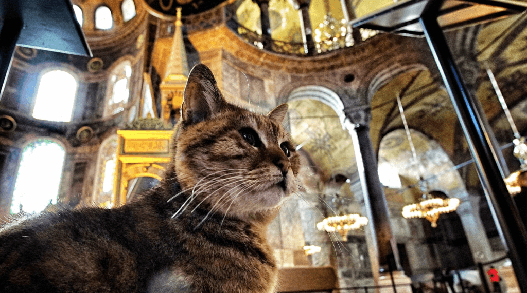 Cats in Istanbul
