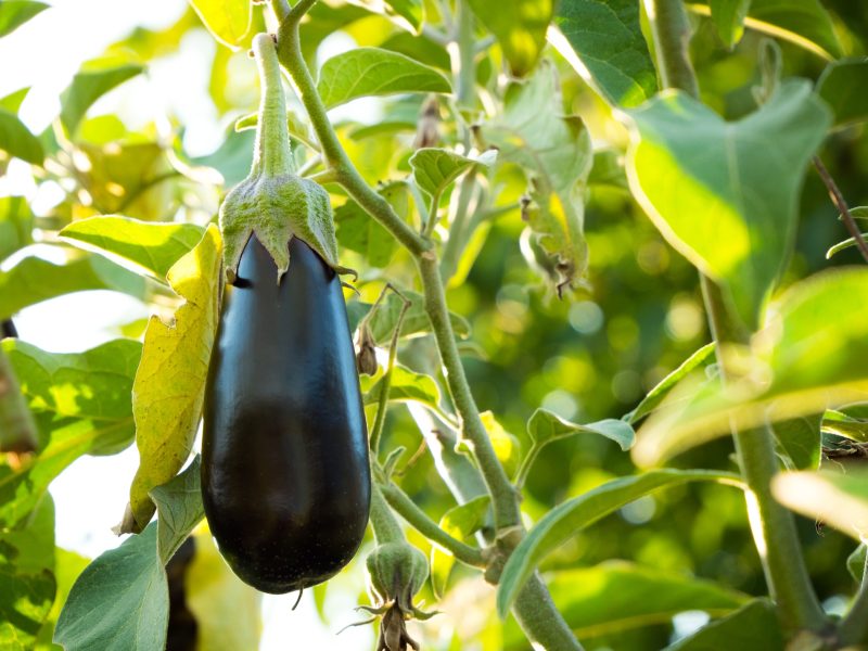 Turkish Eggplant Dishes: 7 Delicious and Amazing Choices 5