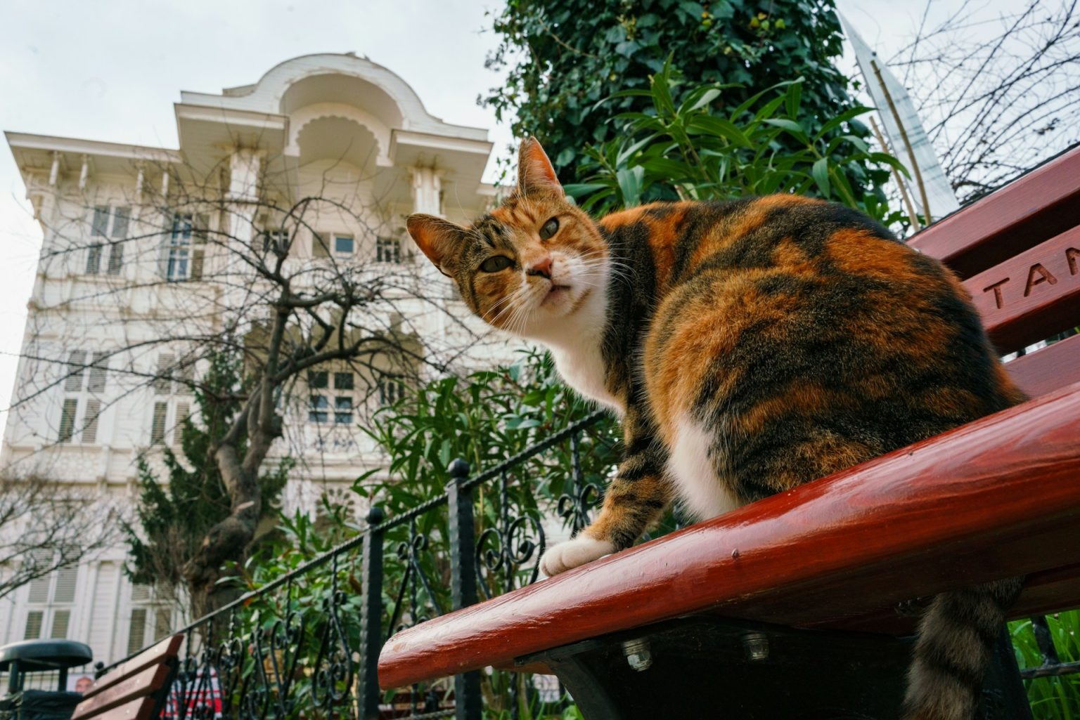 is istanbul famous for cats