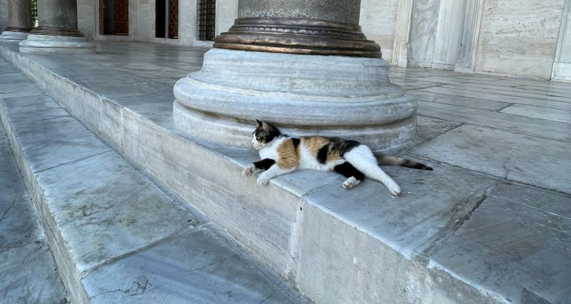 Is Istanbul Famous for Cats? - Discussing The Fascinating Cats of Istanbul (5+ Questions & Answers) 10